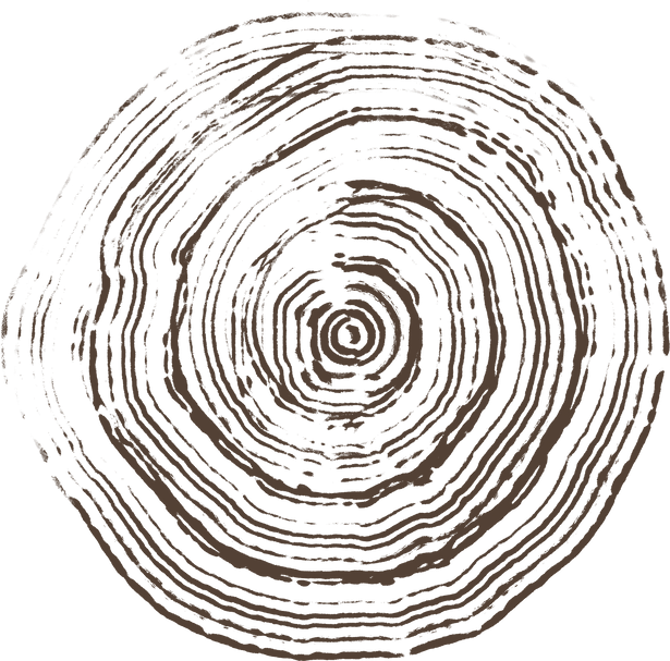 wood texture. rings on a tree